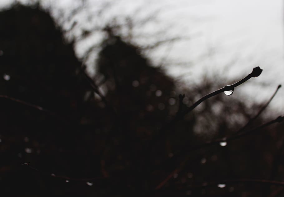 rain drop, water, nature, tree, branch, selective focus, silhouette HD wallpaper