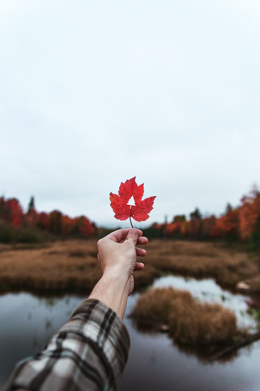 person holding red leaf, leafe, fall, lake, forest, cloudy, autumn HD wallpaper