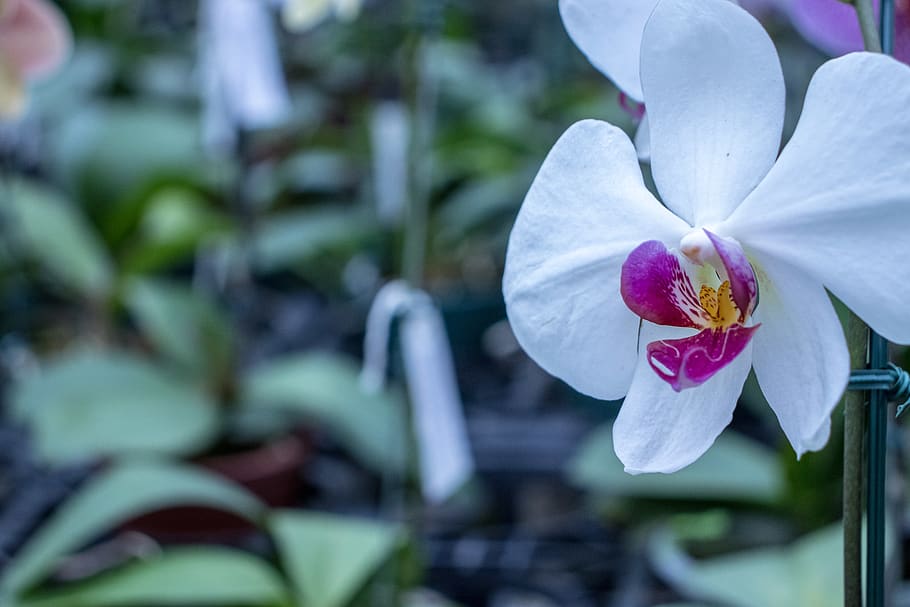 flower, flowering plant, petal, freshness, fragility, vulnerability HD wallpaper