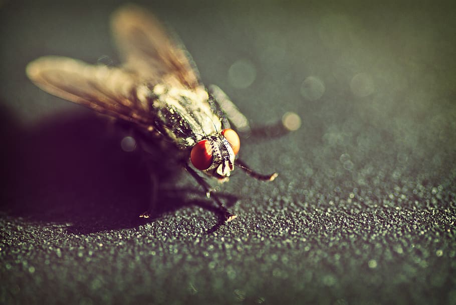 fly, macro, animal, animal themes, insect, close-up, invertebrate HD wallpaper