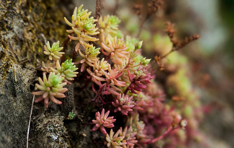 nature, plants, summer, botanical, floral, rock, macro, bokeh HD wallpaper