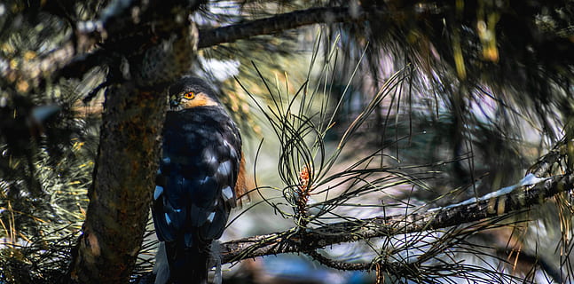 black bird on tree, animal, accipiter, hawk, sharp-shinned, birds of prey HD wallpaper