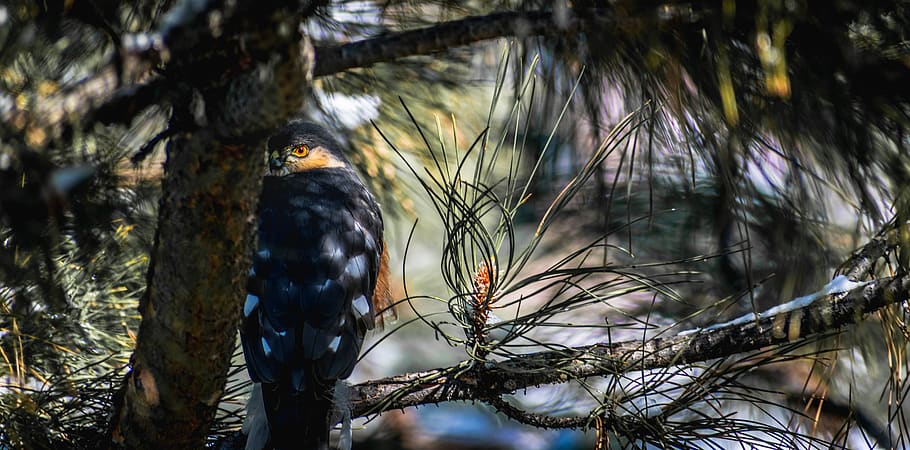black bird on tree, animal, accipiter, hawk, sharp-shinned, birds of prey HD wallpaper