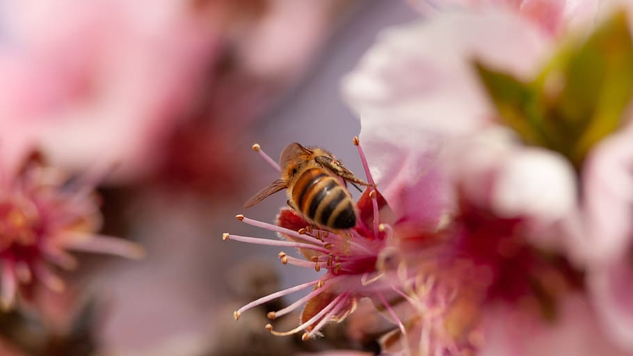 bee, blossom, bloom, insect, pollen, nectar, honey bee, nature HD wallpaper
