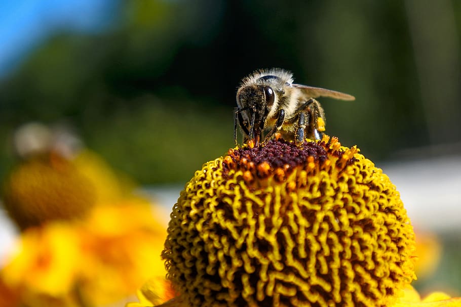 bee, nature, insect, pollen, close up, garden, foraging, one animal HD wallpaper