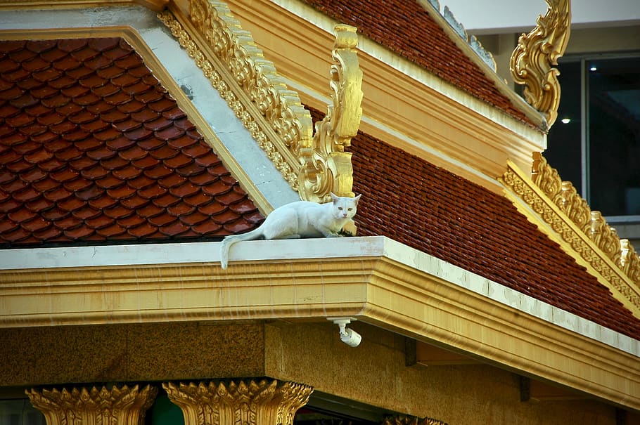 cat, thai cat, wat thai, architecture, built structure, art and craft HD wallpaper