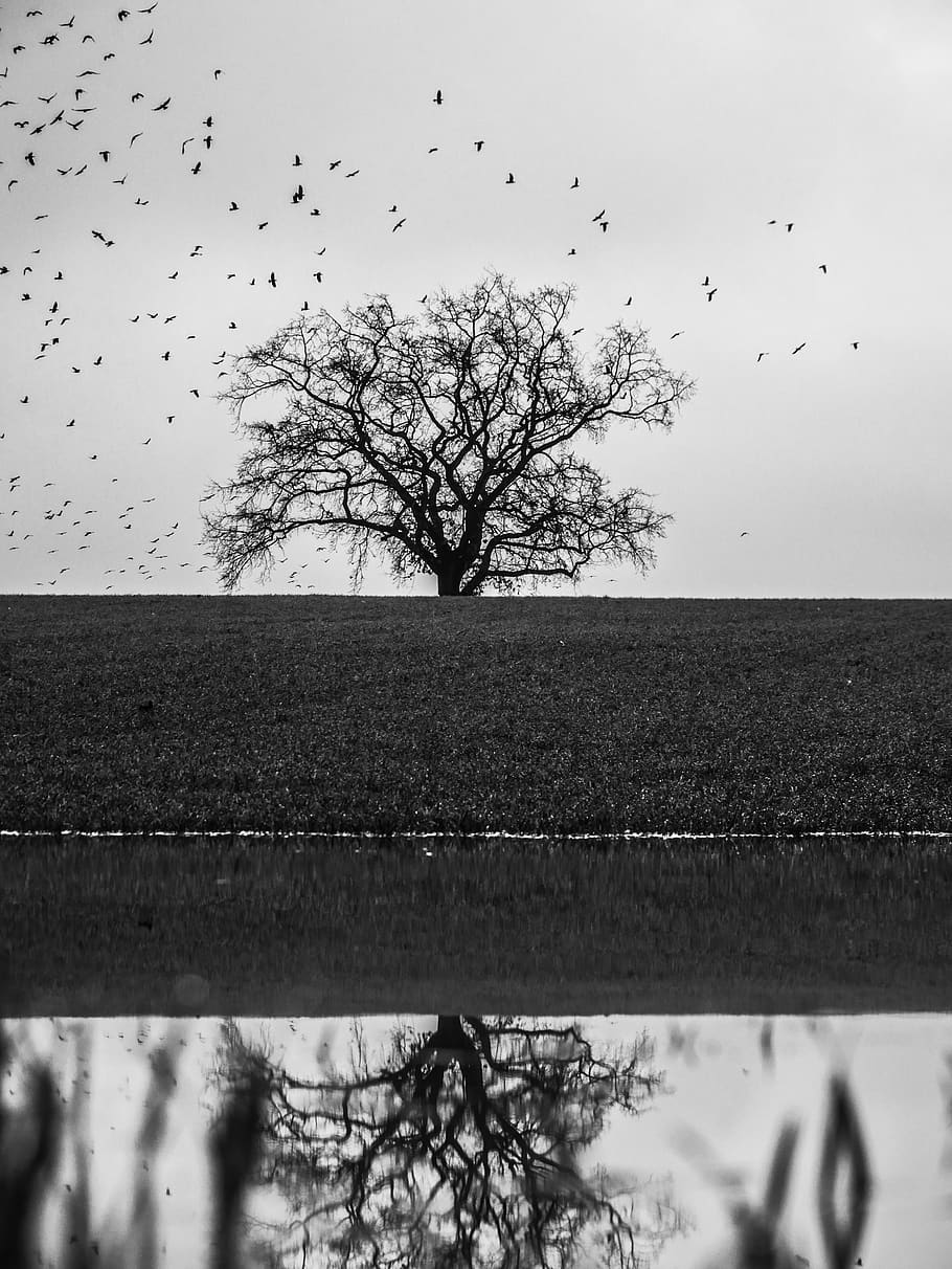 germany, schwerin, tree, reflection, ravens, monochrome, plant HD wallpaper
