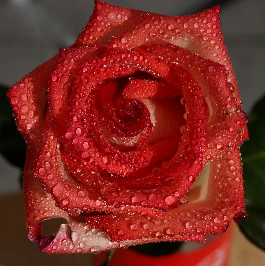 rose, red, wet, drops, flower, close-up, freshness, flowering plant HD wallpaper
