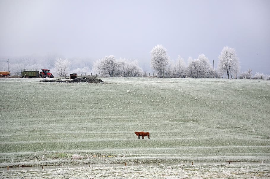 frost, winter, cold, frozen, nature, ice, crystals, cows, gel HD wallpaper