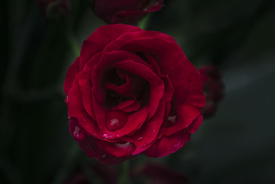 Shallow Focus Photography of Red Rose, beautiful, blooming, delicate HD wallpaper