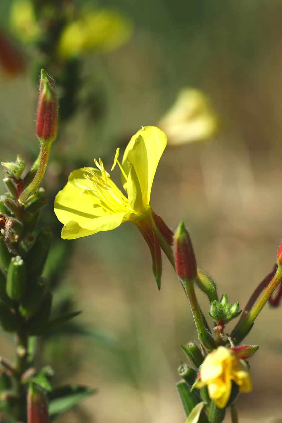 flower, yellow, nature, bloom, blossom, plant, spring, summer HD wallpaper