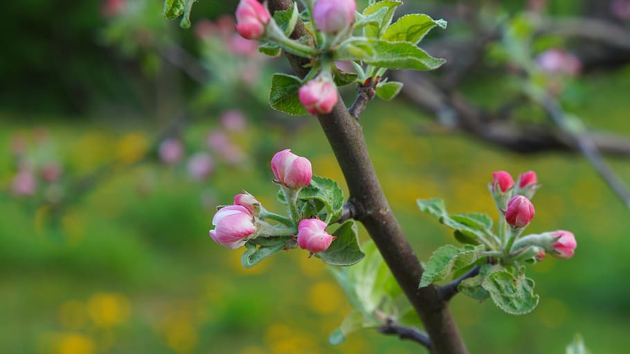 nature, plants, tree, fruit, apple, branch, the buds, flowering HD wallpaper
