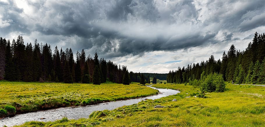 Green Grass Field, conifer, dark clouds, dawn, forest, grassland HD wallpaper
