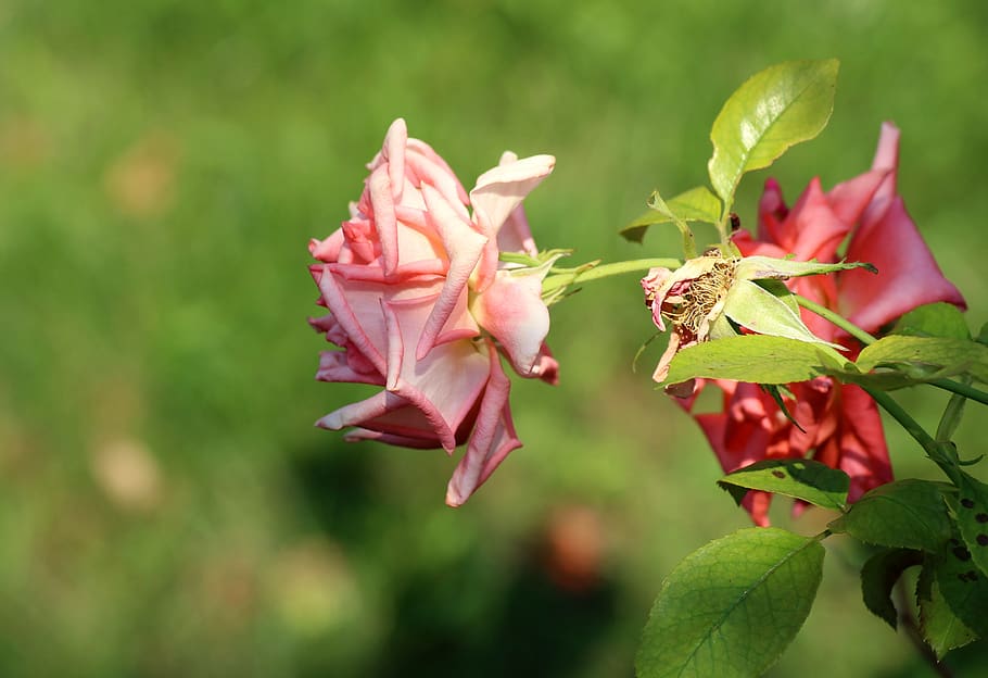 rose, flower, summer, pink, romantic, garden, beauty, flowers HD wallpaper