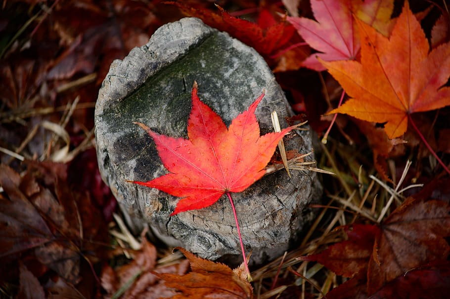 Red Leaf on Gray Tree Trunk, bright, color, environment, ground HD wallpaper