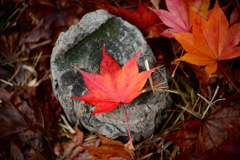 leaves, fall, autumn, outdoor, rocks, grass, nature, leaf, plant part HD wallpaper