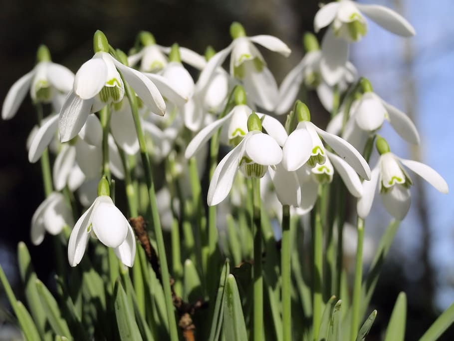 spring, white, flowers, snowdrops, nature, petals, flowering plant HD wallpaper