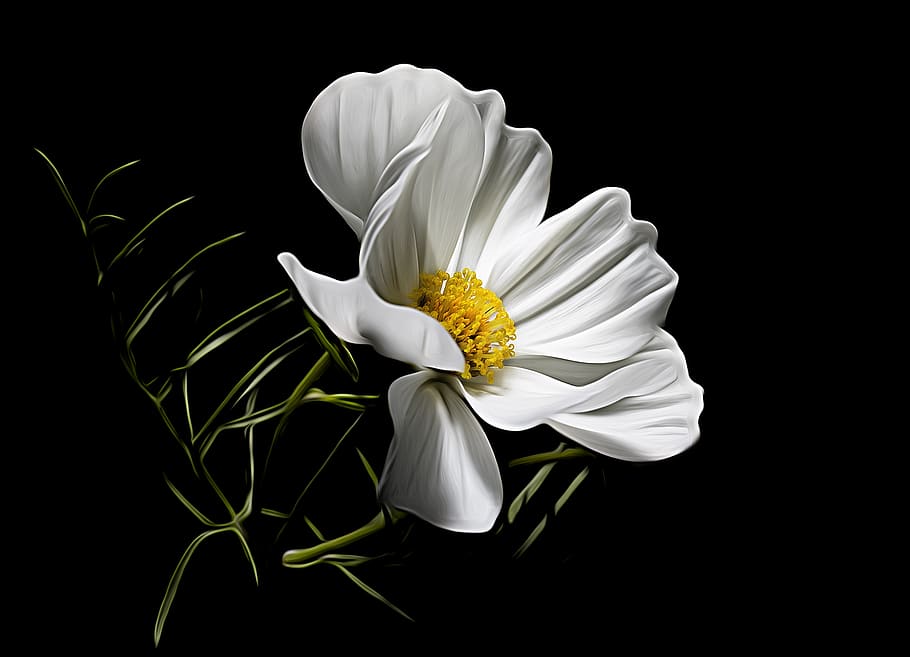 flower, white, bloom, plant, spring, blossom, nature, flora HD wallpaper