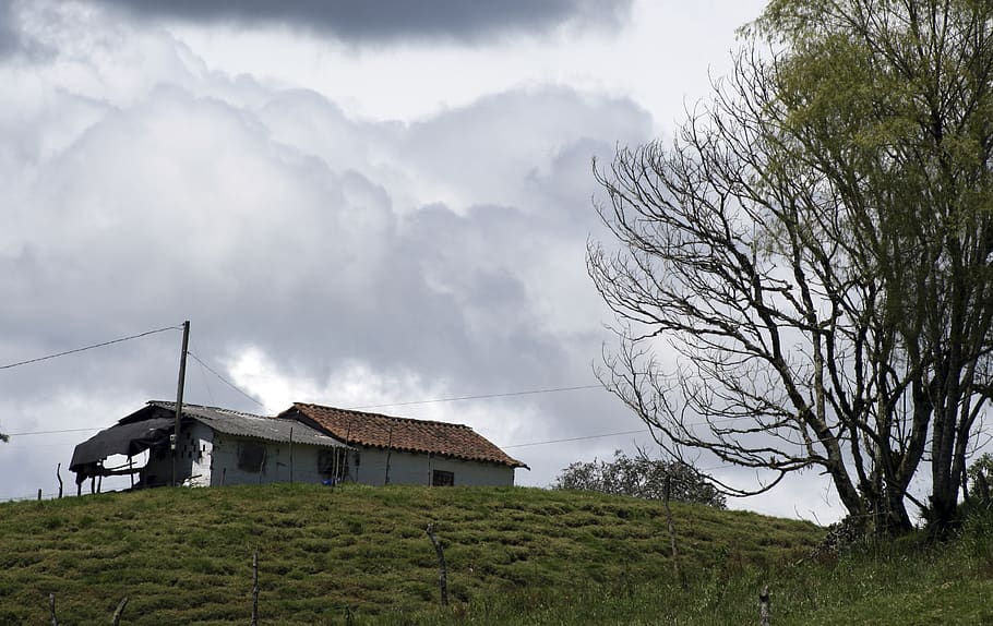 colombia, la unión, tree, sky, plant, cloud - sky, architecture HD wallpaper