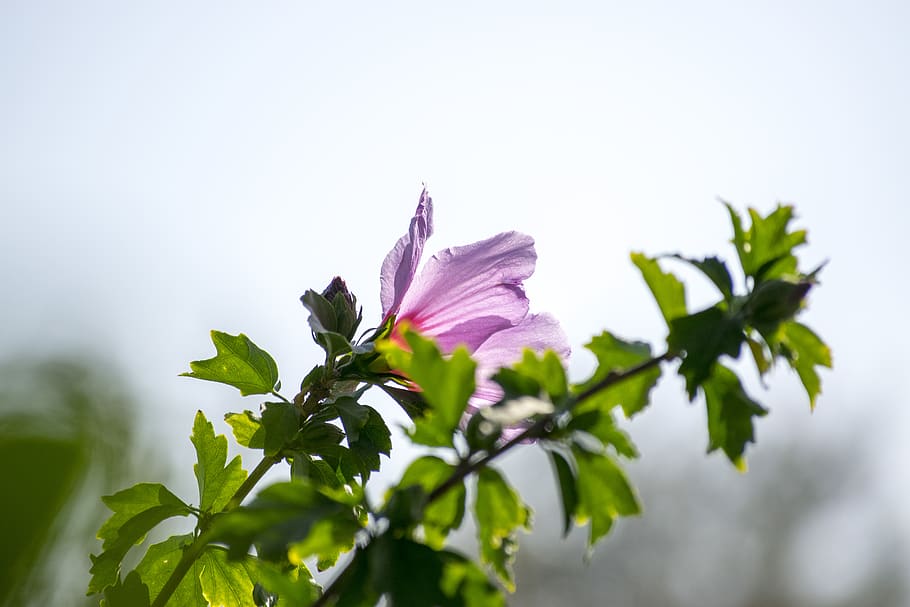 background, wallpaper, flower, flowers, life, nature, italy HD wallpaper