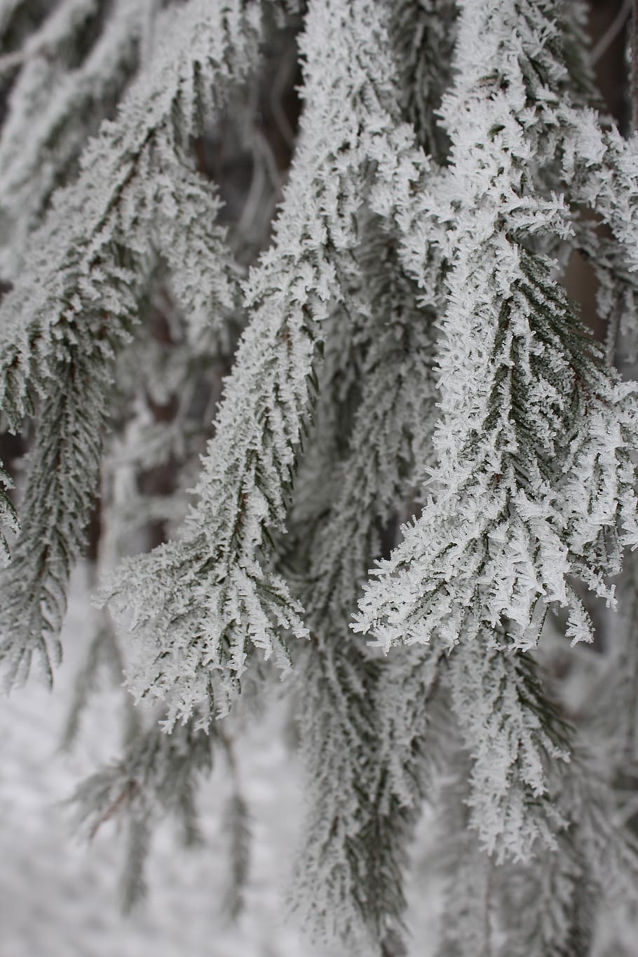 frosty, tree, winter, nature, cold, ice, icy, cold temperature HD wallpaper