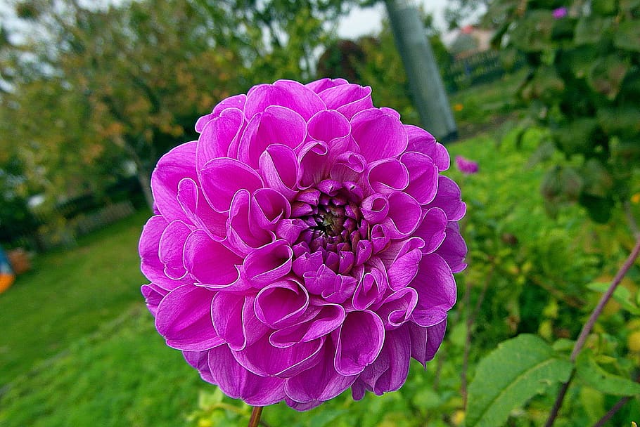 dalia, wheatgrass, flower, maroon, petals, plant, garden, flowering plant HD wallpaper