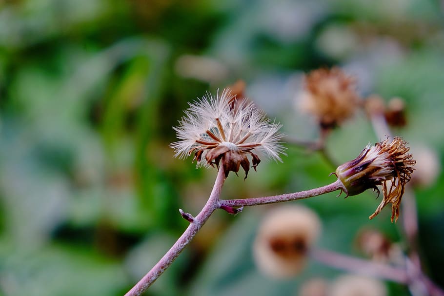 spore grass, cotton, dead, stem, micro, flower, plant, flowering plant HD wallpaper