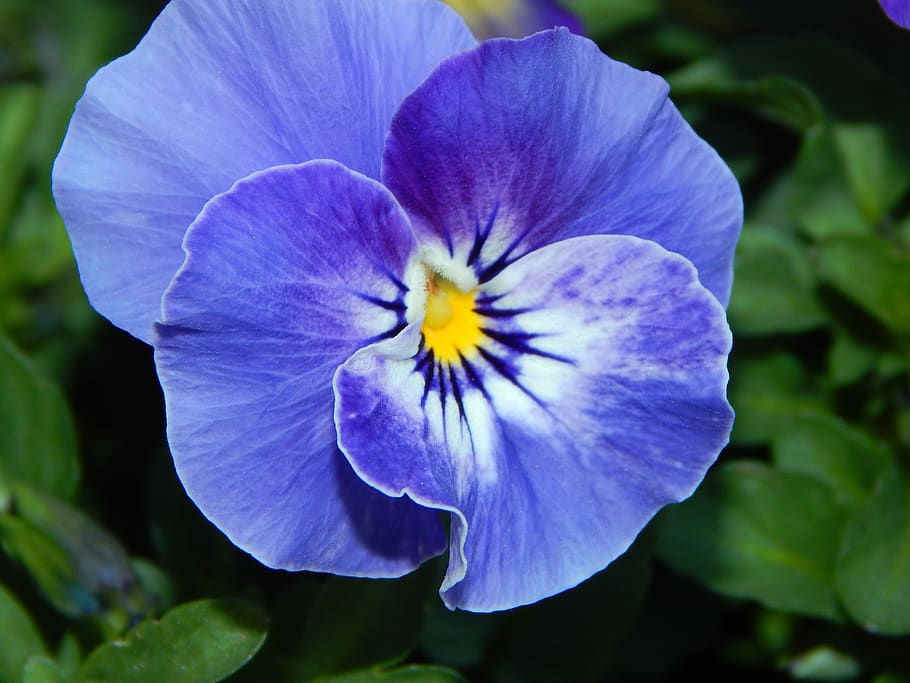 spring, blossom, bloom, blue, flower, flowering plant, fragility HD wallpaper