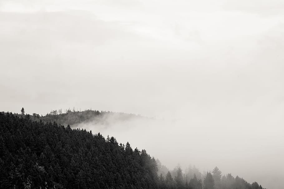 Mist in Harz Mountains, adventure, autumn, bad harzburg, black, HD wallpaper