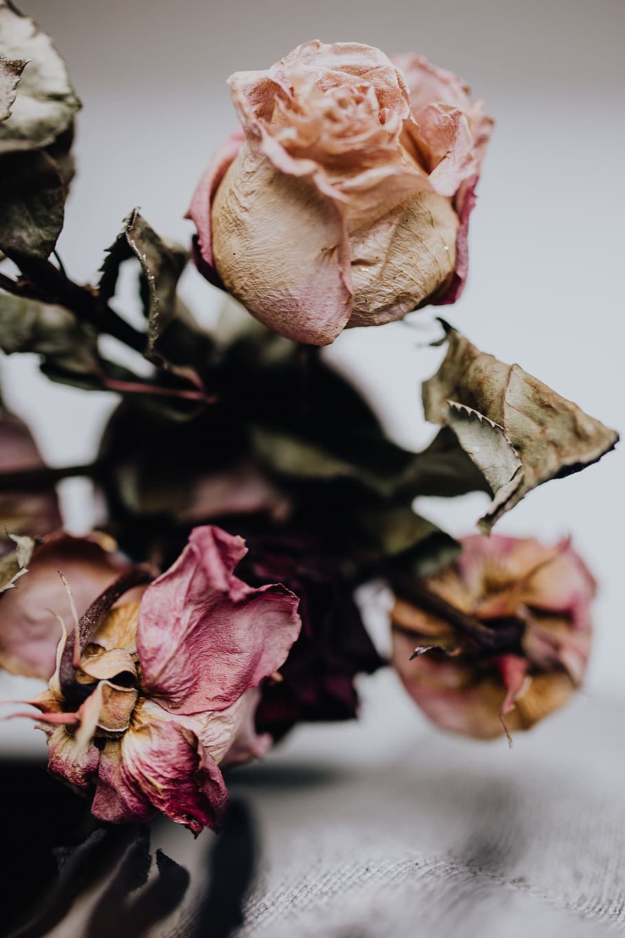 HD wallpaper: Dried pink roses, flowers, dead, whitered, flowering