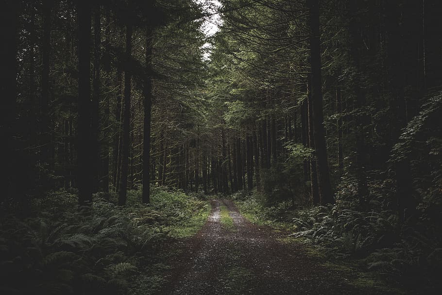 clear road way between trees, forest, plant, direction, the way forward HD wallpaper