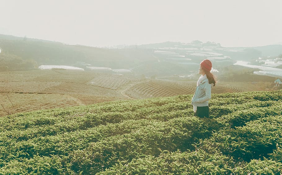 Woman Standing Looking over the Horizon Surrounded by Green Leaf Plantation Field HD wallpaper