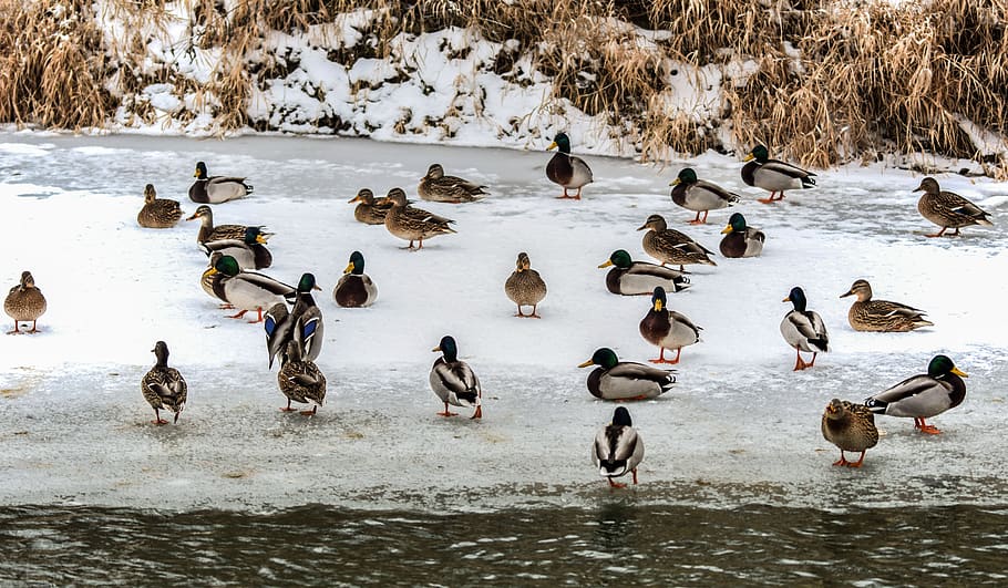wild ducks, river, water, winter, nature, wings, swimming, animals in the wild HD wallpaper