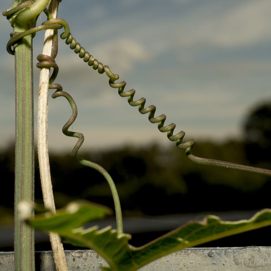 no people, metal, focus on foreground, close-up, day, nature HD wallpaper