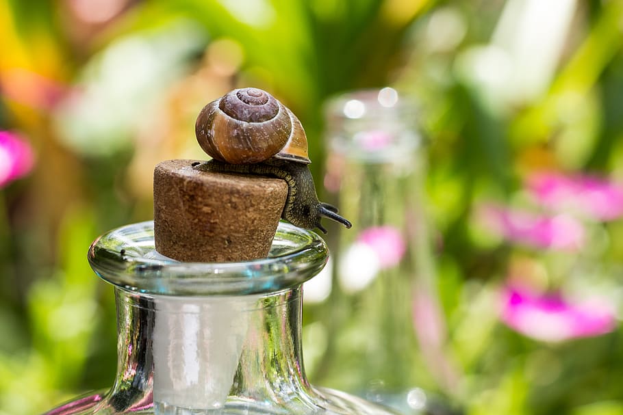 focus on foreground, close-up, no people, plant, day, nature HD wallpaper