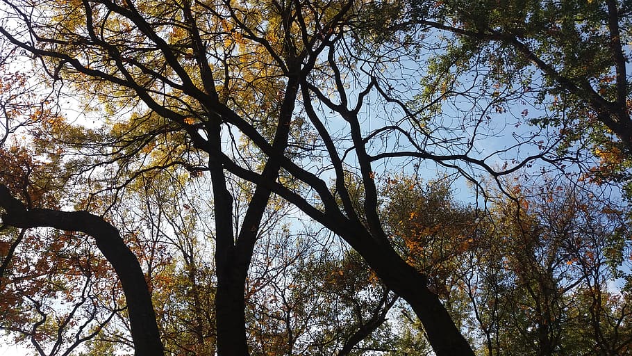 serbia, belgrade, tree, plant, low angle view, tranquility HD wallpaper