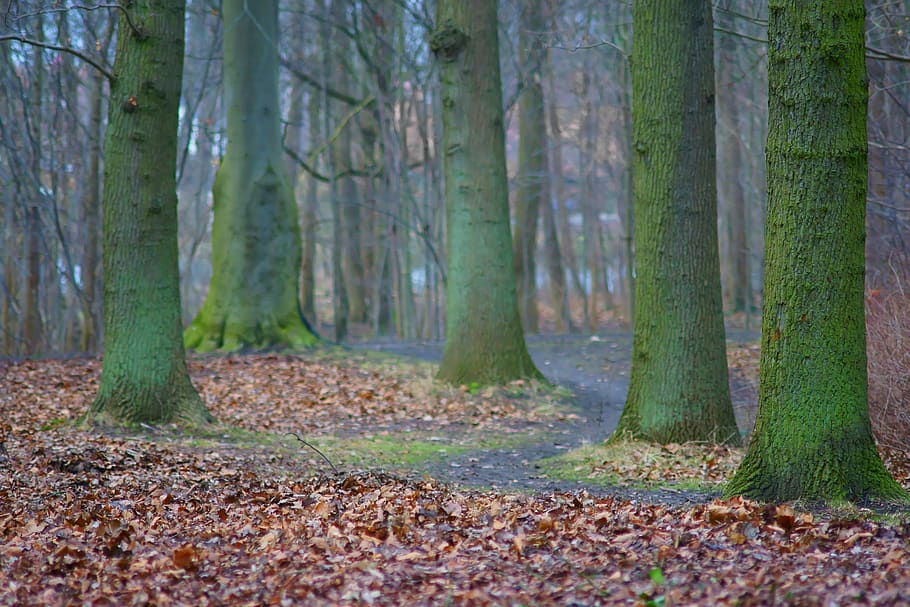 forest, trees, leaves, green, autumn, tree trunk, land, plant HD wallpaper
