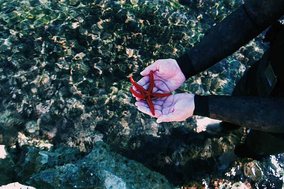 person holding red starfish, plant, beauty in nature, flower HD wallpaper