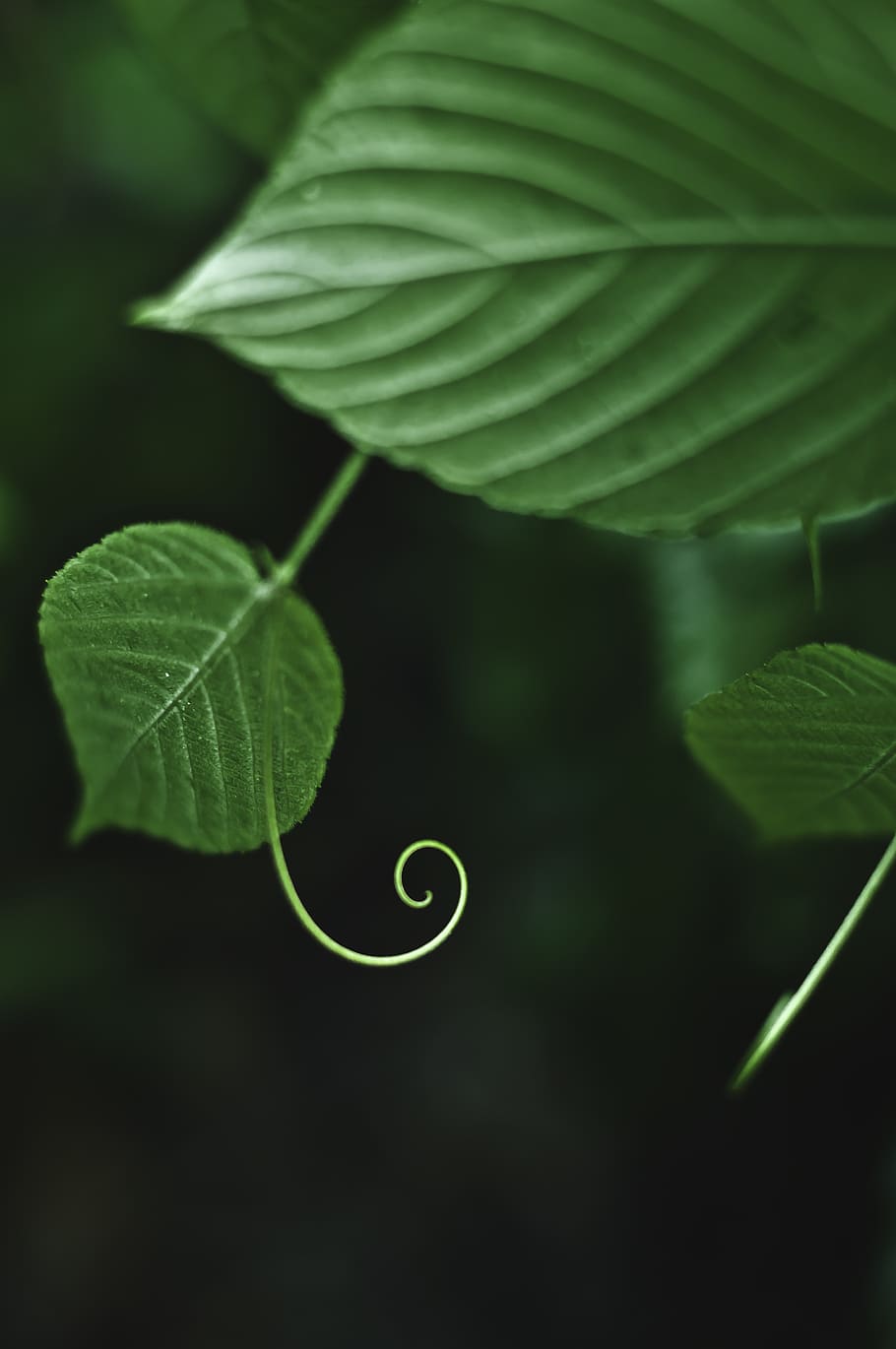 nature, plants, leaf, plant part, growth, green color, beauty in nature HD wallpaper