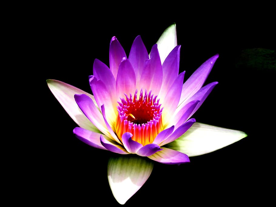 Purple and White Petaled Flower, beautiful, bloom, blooming, blossom HD wallpaper