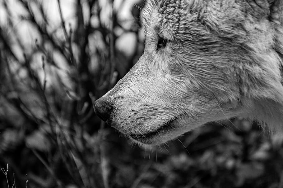 wolf, nature, predator, animal, carnivores, wildlife, mammal HD wallpaper