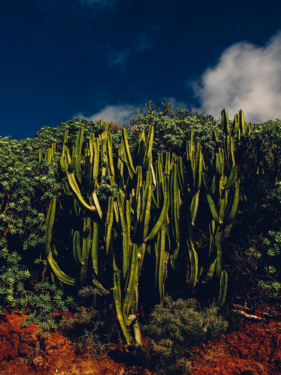 Green Plants, cacti, daylight, environment, prickly, sky, growth HD wallpaper