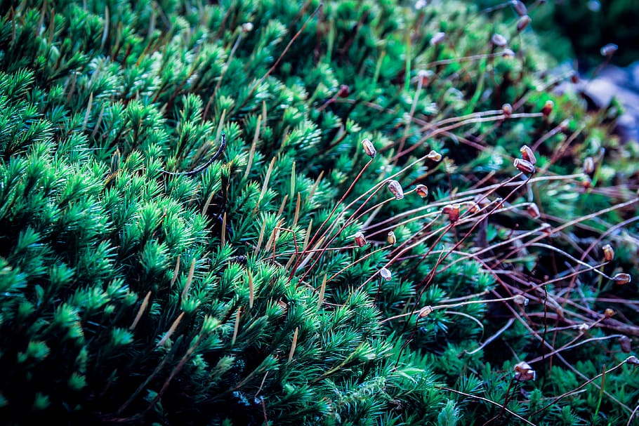switzerland, le chenit, green color, plant, growth, no people HD wallpaper