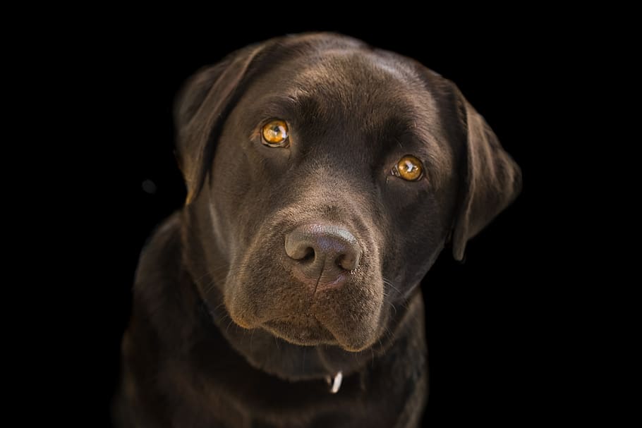 labrador, face, brown, close up, dog, animal, pet, cute, retriever HD wallpaper