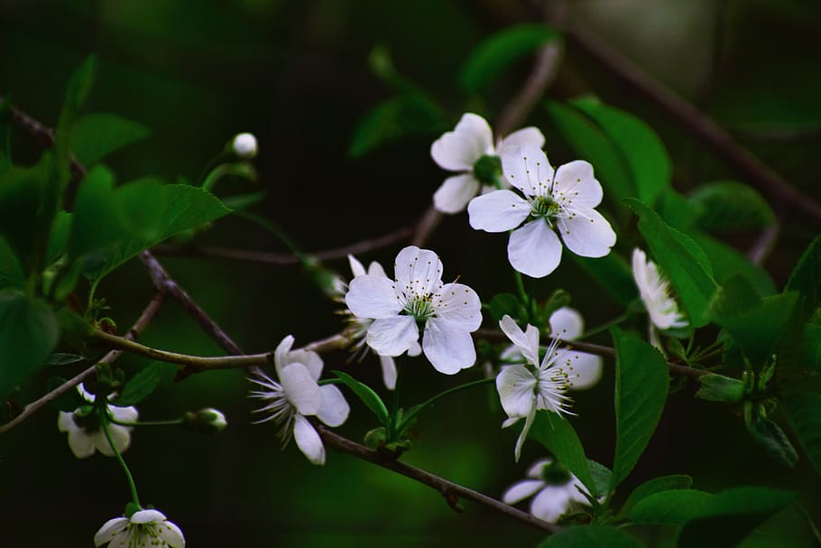 White Petaled Flowers, apple blossom, beautiful, blooming, branch