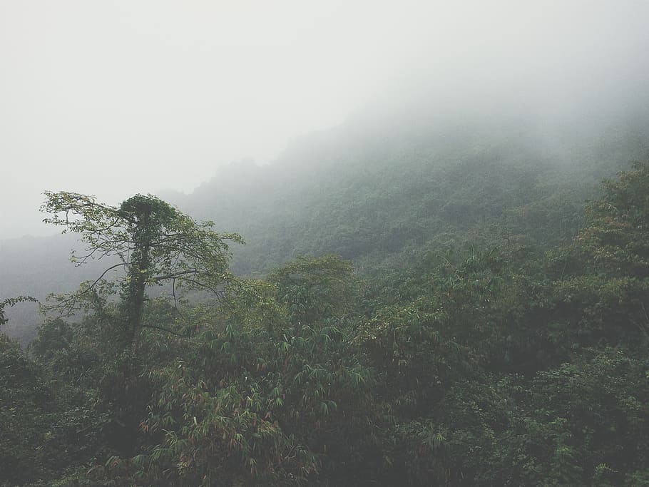 vietnam, hanoi, forest, wanderlust, deep, fog, plant, tree, HD wallpaper