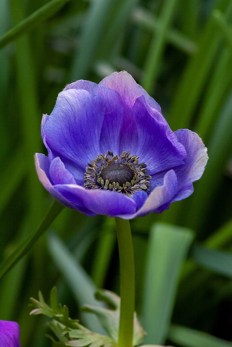 purple cluster flower, flowering plant, vulnerability, freshness HD wallpaper