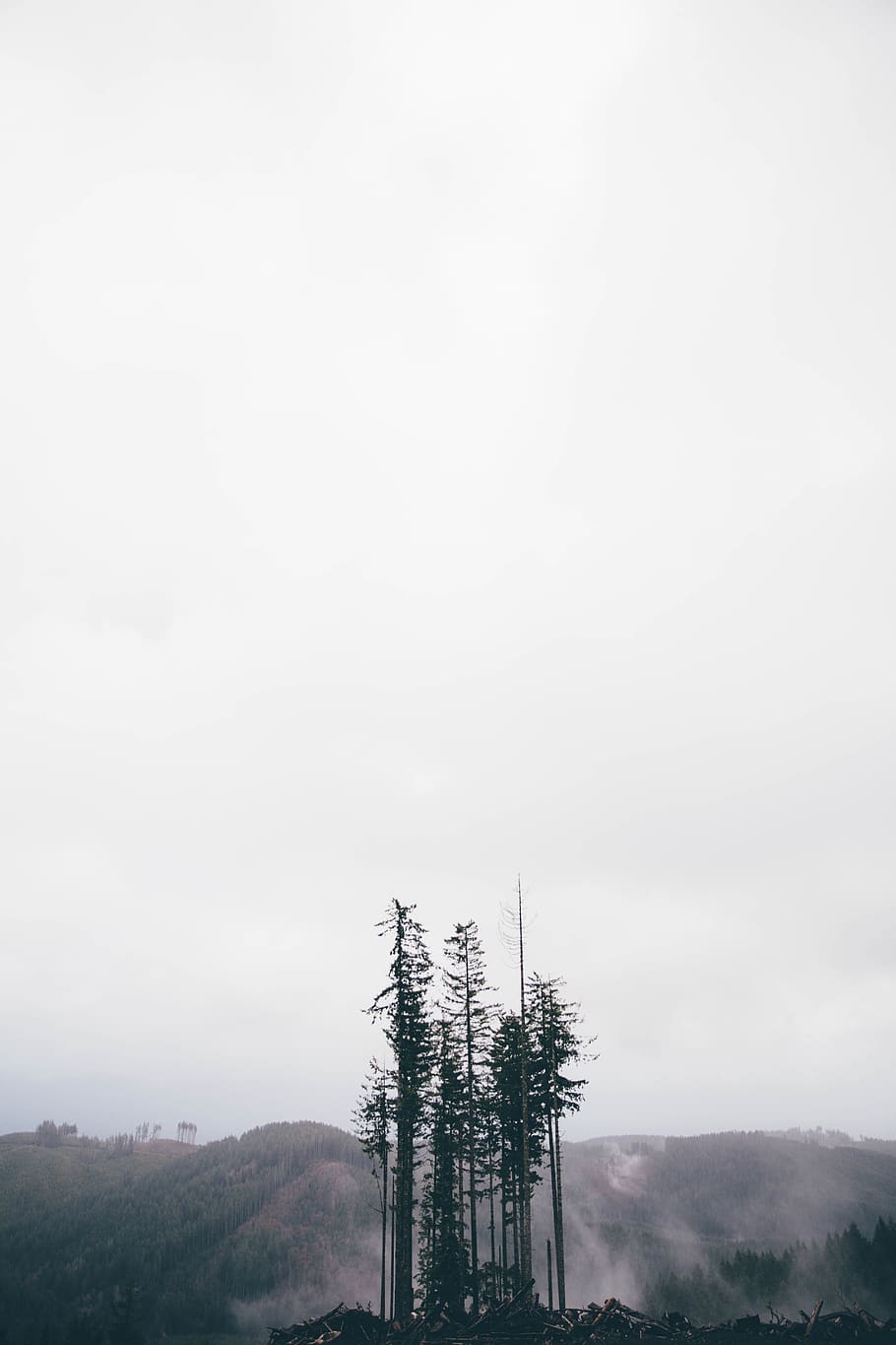cold, winter, alone, wood, outside, foggy, tree, forest, sky HD wallpaper