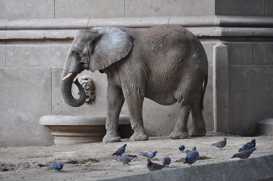 brown elephant, animal themes, mammal, day, vertebrate, zoo, no people HD wallpaper