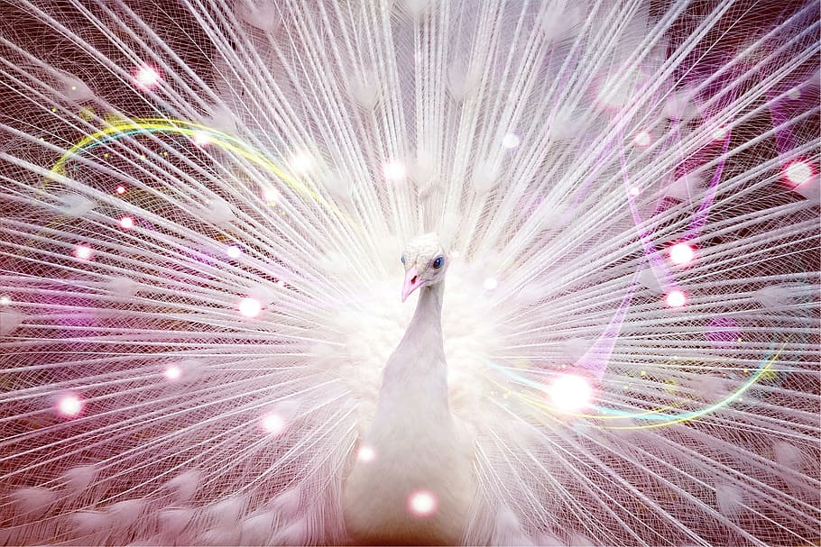 peacock, edit, bird, white, beauty, nature, noble, fanned out HD wallpaper